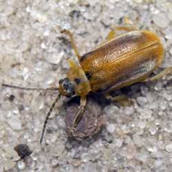 FotD